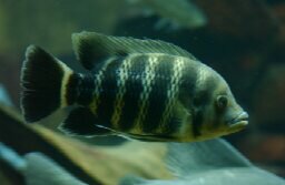 TILAPIA BUTTIKOFERI